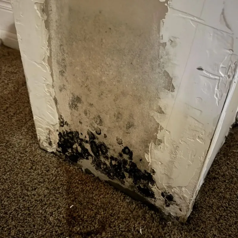 Professional Mold Removal in Mississippi County, AR